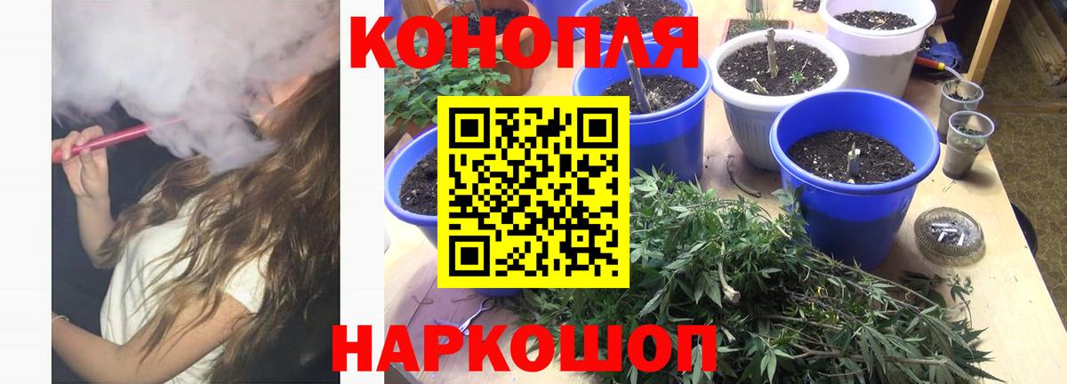 Бошки марихуана сатива Невинномысск